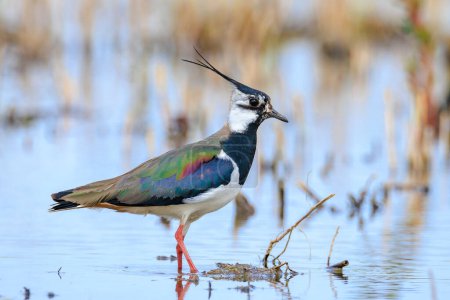 Northern lapwing, Vanellus vanellus, foraging in water in bright sunlight.