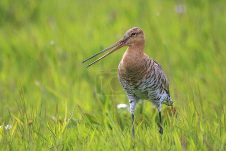 A black-tailed godwit, Limosa Limosa, wader bird male calling and shouting on farmland with afternoon sunlight in front of him. Most of the European population breed in the Netherlands.