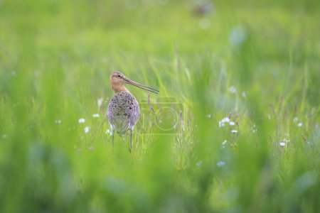 A black-tailed godwit, Limosa Limosa, wader bird male calling and shouting on farmland with afternoon sunlight in front of him. Most of the European population breed in the Netherlands.