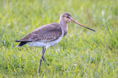 A black-tailed godwit, Limosa Limosa, wader bird female calling and shouting on farmland with afternoon sunlight in front of him. Most of the European population breed in the Netherlands.