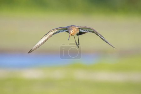 Black-tailed godwit Limosa Limosa in flight against a blue sky. Most of the European population breed in the Netherlands.