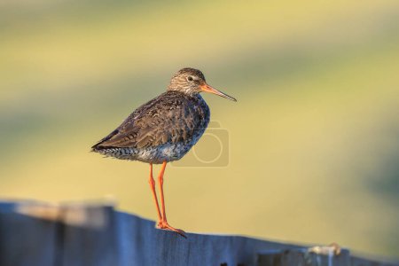 Common redshank tringa totanus perched on a pole in farmland during sunset