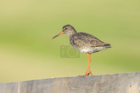 Common redshank tringa totanus perched on a pole in farmland during sunset