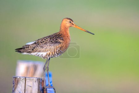 A black-tailed godwit, Limosa Limosa, wader bird calling and shouting on farmland with afternoon sunlight in front of him. Most of the European population breed in the Netherlands.