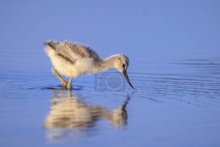 Säbelschnäbler recurvirostra avosetta Watvogel Küken auf Nahrungssuche im Wasser