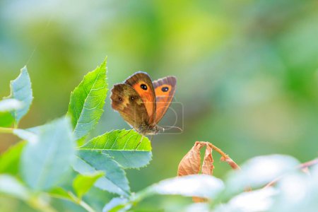 The gatekeeper butterfly, Pyronia tithonus, resting on green vegetation