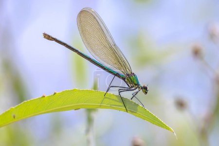 Gros plan d'une belle demoiselle baguée Calopteryx splendens libellule ou demoiselle femelle reposant sur des orties piquantes.
