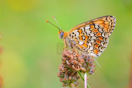 Closeup of a knapweed fritillary, Melitaea phoebe, butterfly resting and pollinating in bright sunlight.