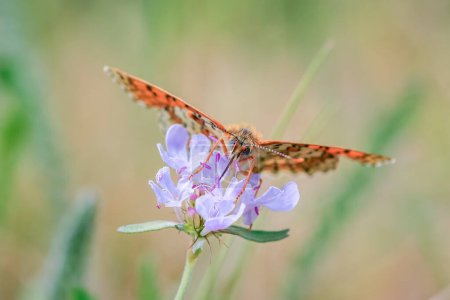 Primer plano de glanville fritillary, melitaea cinxia, mariposa apareamiento en un prado