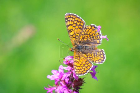 Close-up of glanville fritillary, melitaea cinxia, butterfly mating in a meadow