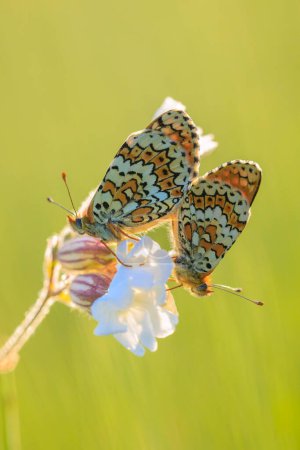Primer plano de glanville fritillary, melitaea cinxia, mariposa apareamiento en un prado