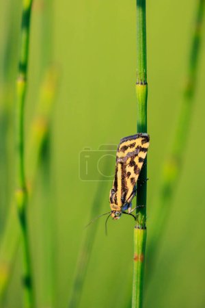 Closeup of a spotted sulphur, acontia trabealis, moth resting in a meadow