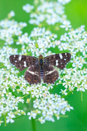 Nahaufnahme von oben auf den Flügeln des Map-Schmetterlings, Araschnia levana, im Sommeroutfit. Auf der Karte sehen zwei einjährige Bruten sehr unterschiedlich aus. Diese Sommerbrut ist schwarz mit weißen Markierungen.