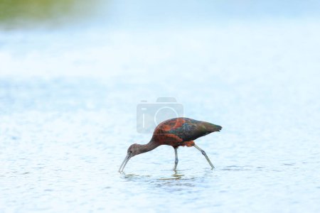 Primer plano de un ibis brillante, Plegadis falcinellus, pájaro zancudo en plumaje de cría forrajeando en agua