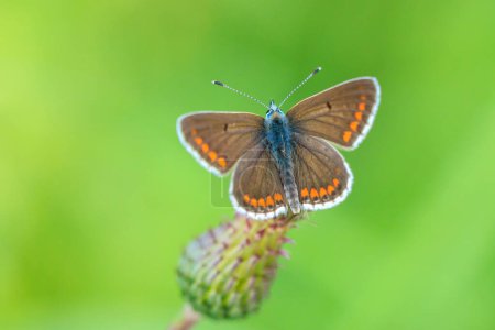 Nahaufnahme des braunen Argus-Schmetterlings Aricia agestis, der in einem Blumenfeld bestäubt. Draufsicht, offene Flügel