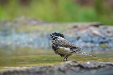 Close up of a marsh tit, poecile palustris, bird perched and bathing in water