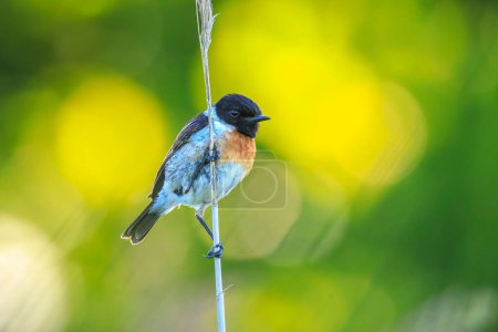 Stonechat, Saxicola rubicola, bird close-up singing in the morning sun
