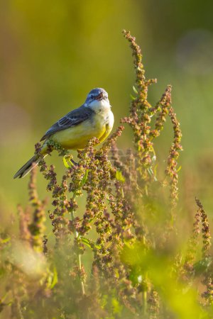 Closeup of a male western yellow wagtail bird Motacilla flava singing in vegetation on a sunny day during spring season.