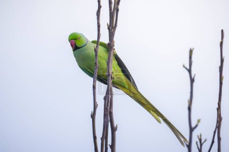 Closeup of a Rose-ringed parakeet, Psittacula krameri, also known as the ring-necked parakeet.