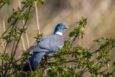 Téléchargez les photos : Gros plan d'un pigeon des bois, columba palumbus, perché dans un arbre au printemps - en image libre de droit