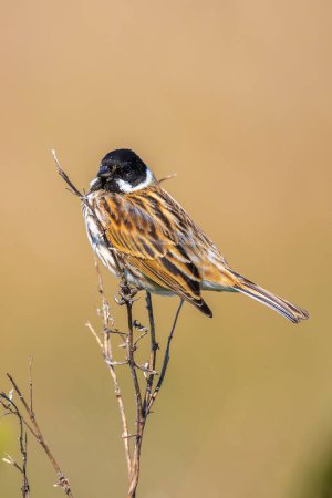 Closeup of a common reed bunting male bird, Emberiza schoeniclus, singing during Spring season