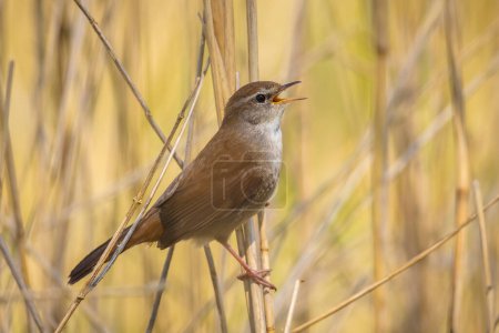 Photo for Closeup of a Cetti's warbler, cettia cetti, bird singing and perched in a green forest during Springtime season. - Royalty Free Image