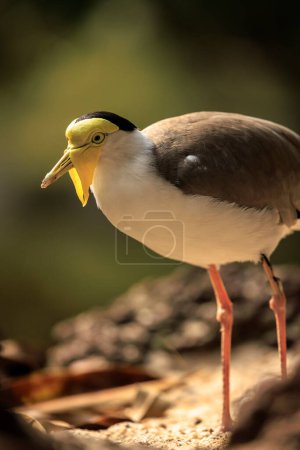 Closeup of a masked lapwing, vanellus miles, wader bird foraging in a forest