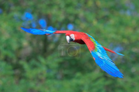 Closeup of red-and-green macaw, green-winged macaw, Ara chloropterus, in flight 