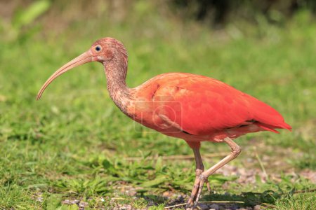 Scarlet Ibis bird Eudocimus ruber tropical wader bird foraging on the ground. It is one of the two national birds of Trinidad and Tobago. 