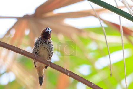 Closeup of a scaly-breasted munia or spotted munia, Lonchura punctulata, also known as nutmeg mannikin or spice finch