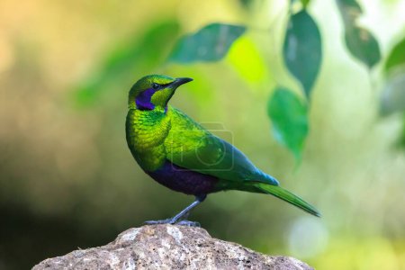 Closeup of a emerald starling, Lamprotornis iris, also known as the iris glossy starling