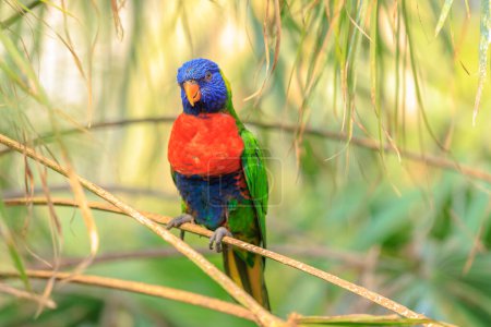 Closeup of a perched rainbow lorikeet, Trichoglossus moluccanus, or rainbow lory parrot. A vibrant colored bird native to Australia.