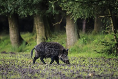 Ein Wildschwein, Schwein oder Schwein, Sus scrofa, auf Nahrungssuche in einem Wald während der Dämmerung. Nationalpark Hoge Veluwe, Niederlande Europa.