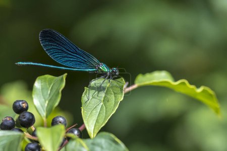 Nahaufnahme einer schönen Demoiselle, Calopteryx virgo, Libelle, die auf der Vegetation ruht