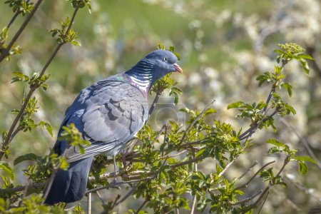 Téléchargez les photos : Gros plan d'un pigeon des bois, columba palumbus, perché dans un arbre au printemps - en image libre de droit