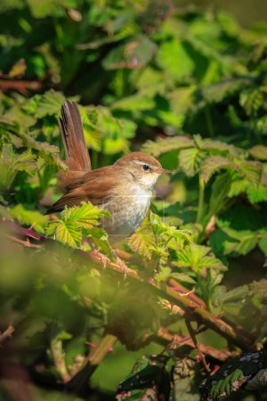 Closeup of a Cetti's warbler, cettia cetti, bird singing and perched in a green forest during Springtime season.