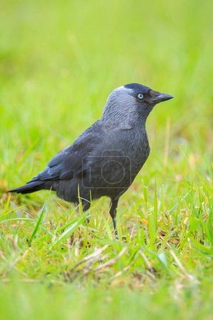 Closeup portrait of a Western Jackdaw bird Coloeus Monedula foraging in green grass on a sunny day