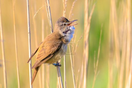 Close up of a great reed warbler, acrocephalus arundinaceus, bird singing in reeds during Springtime early morning sun