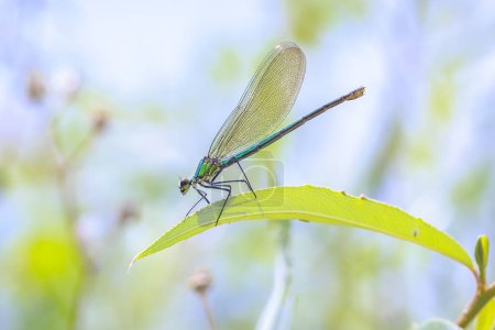 Gros plan d'une belle demoiselle baguée Calopteryx splendens libellule ou demoiselle femelle reposant sur des orties piquantes.