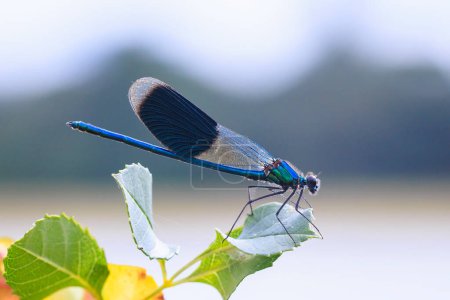 Gros plan d'une belle demoiselle baguée Calopteryx splendens mâle libellule ou demoiselle au repos