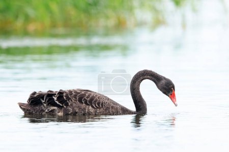 Black swan, Cygnus atratus, swimming on the water surface. Selective focus technique used.