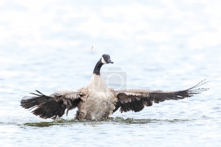 Canadian goose, Branta canadensis, cleaning, preening and splashing in the water, cleaning his feathers and plumage..