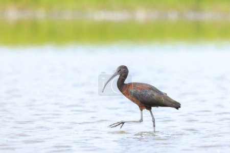 Closeup of a Glossy ibis, Plegadis falcinellus, wader bird in breeding plumage foraging in water