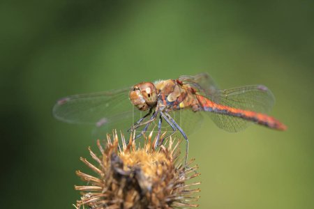 Blick auf eine gemeine Darter, Sympetrum striolatum, männliche Libelle mit ausgebreiteten Flügeln, die im frühen, warmen Sonnenlicht ihre Flügel trocknet