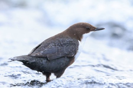 Close-up of a Northern white-throated dipper, cinclus cinclus cinclus, foraging in water