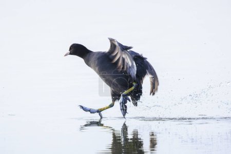 Eurasian coot, Fulica atra, waterfowl in flight closeup. Low point of view, hi-tone and sunlight.