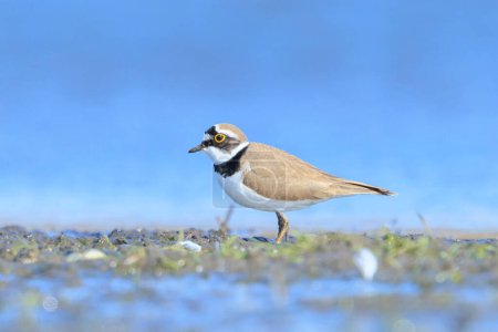 Closeup of a Little ringed plover, Charadrius dubius, foraging on the floor