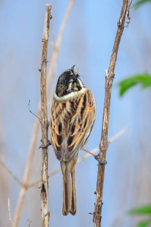 A common reed bunting male Emberiza schoeniclus sings a song on a reed plume Phragmites australis. The reed beds waving due to strong winds in Spring season on a cloudy day.