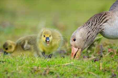 Close-up of a Greylag goose chick, Anser anser, foraging in a green meadow