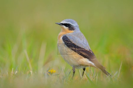 Close-up of a Northern wheatear male bird, Oenanthe oenanthe, foraging in grass